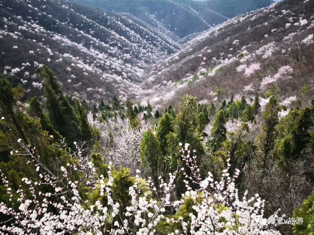 2018"春醒·忆老家 踏青赏花季"暨焦作青天河桃花节启动